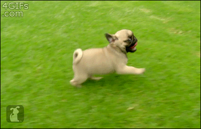 A pair of adorable pug puppies running on green grass.
